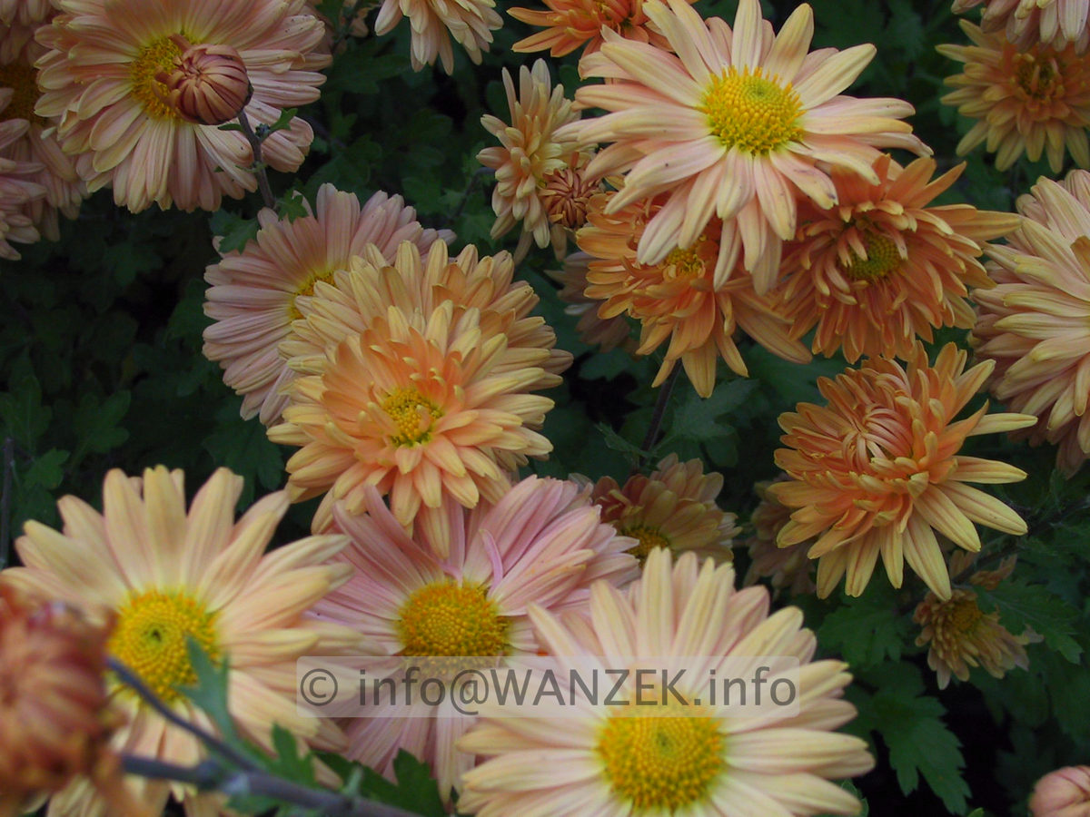 Chrysanthemum Kleiner Bernstein 01.JPG